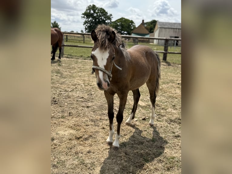 Welsh B Mare Foal (01/2025) 12,2 hh Brown in Unverre