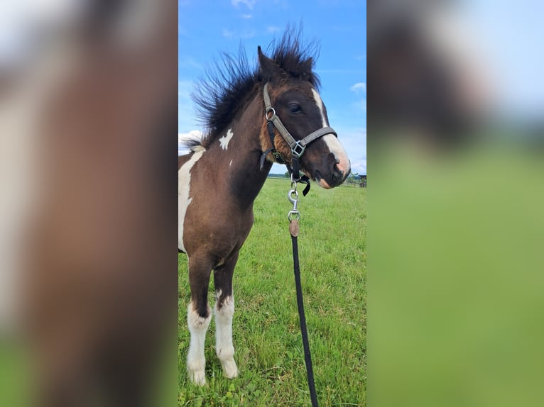 Welsh B Mix Mare  12,2 hh Pinto in Weistrach