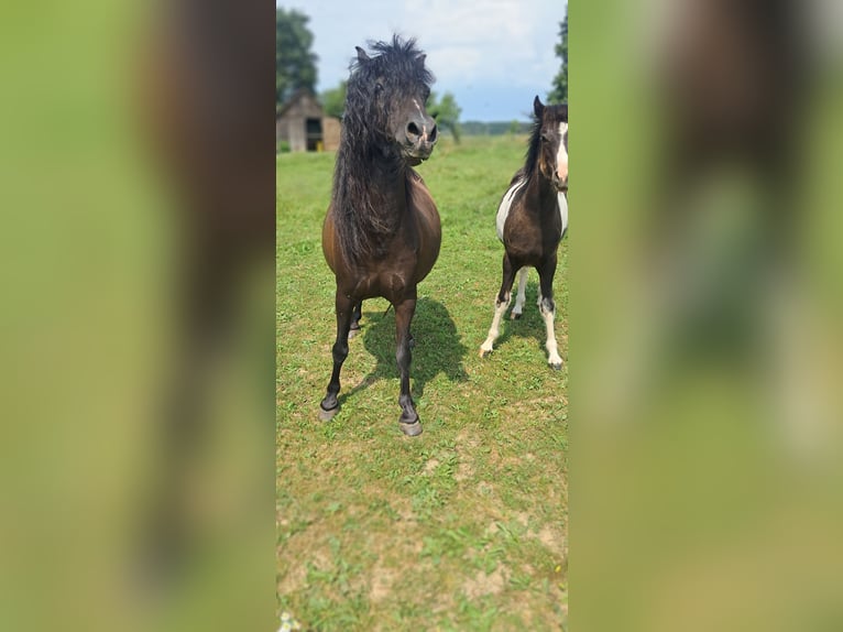 Welsh B Mix Mare  12,2 hh Pinto in Weistrach