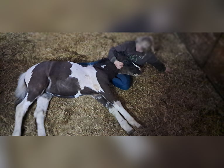 Welsh B Mix Mare  12,2 hh Pinto in Weistrach