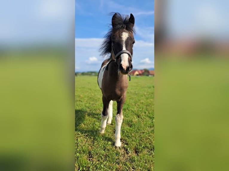 Welsh B Mix Mare  12,2 hh Pinto in Weistrach