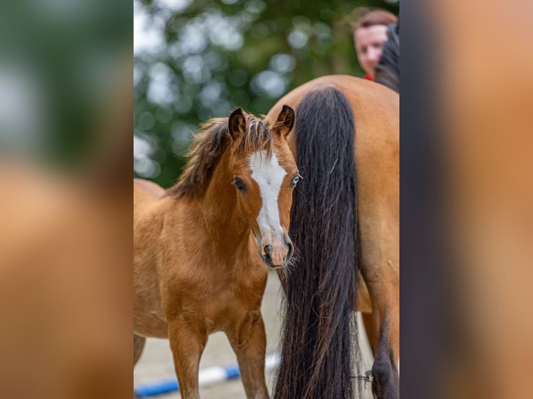 Welsh B Mare Foal (04/2025) 12,3 hh Brown in Norden