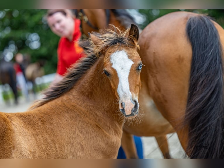 Welsh B Mare Foal (04/2025) 12,3 hh Brown in Norden