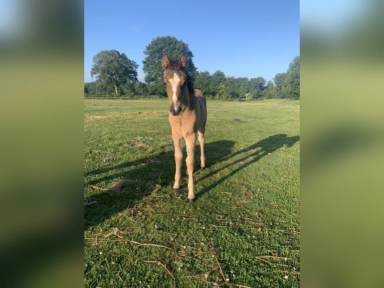 Welsh B Mix Mare Foal (04/2026) 13.2 hh Buckskin in Klein Offenseth-Sparrieshoop