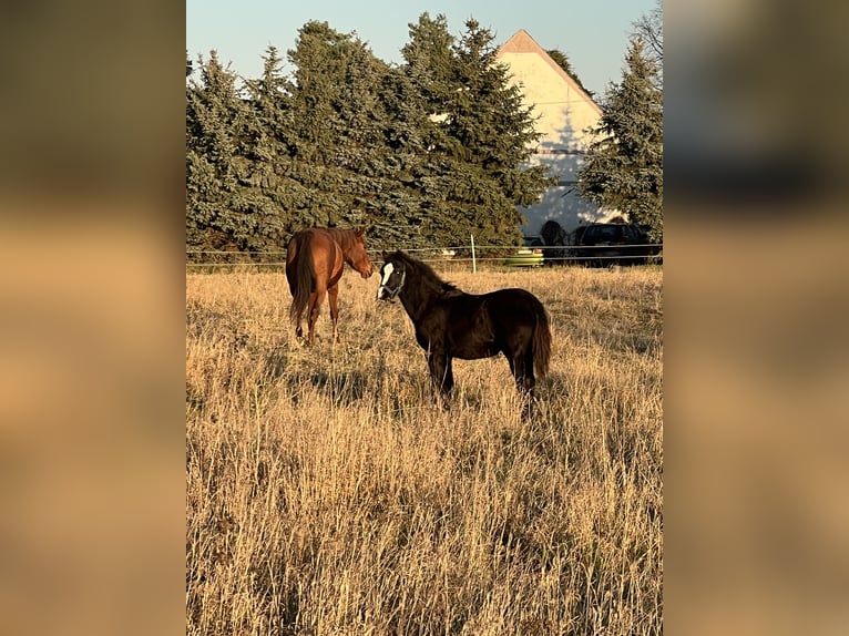 Welsh B Mare Foal (05/2025) 13 hh Black in Nexdorf