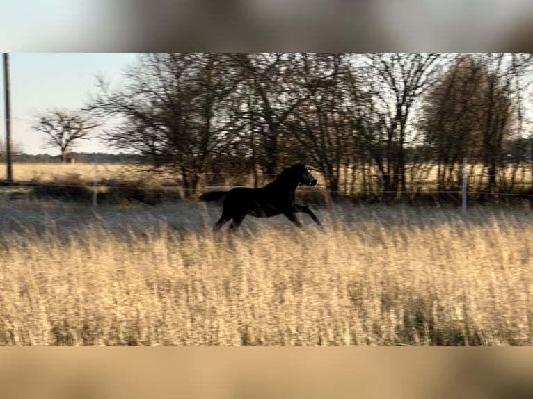 Welsh B Mare Foal (05/2025) 13 hh Black in Nexdorf