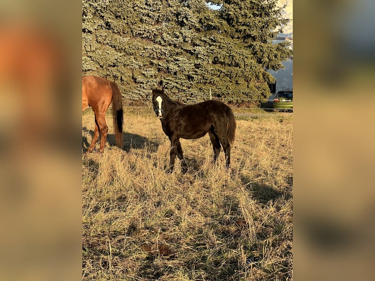 Welsh B Mare Foal (05/2025) 13 hh Black in Nexdorf