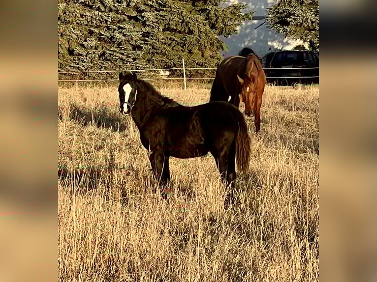 Welsh B Mare Foal (05/2025) 13 hh Black in Nexdorf