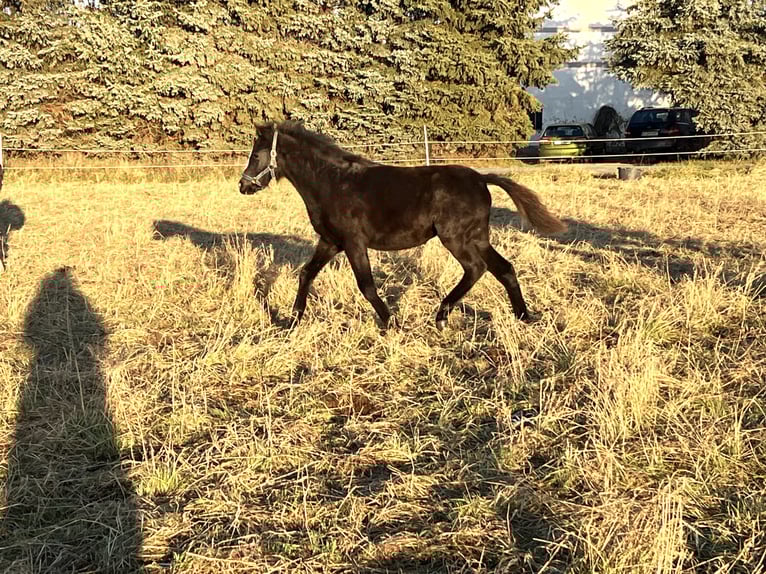 Welsh B Mare Foal (05/2025) 13 hh Black in Nexdorf