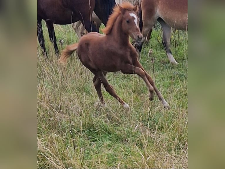 Welsh B Mare Foal (07/2025) 13 hh Chestnut-Red in Filderstadt