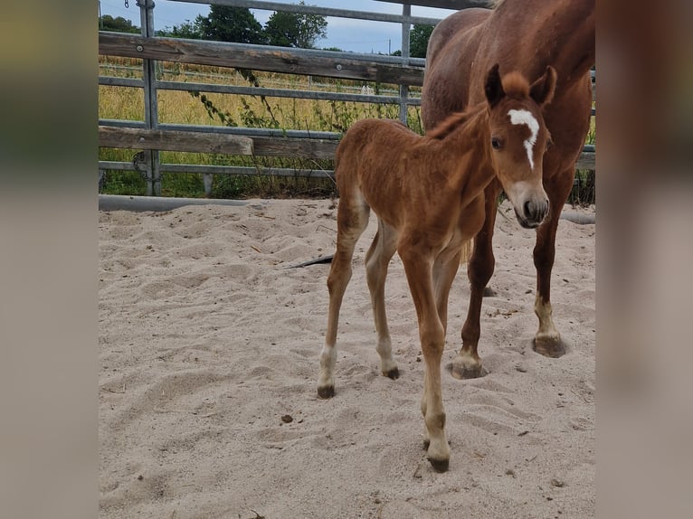 Welsh B Mare  13 hh Chestnut-Red in Filderstadt