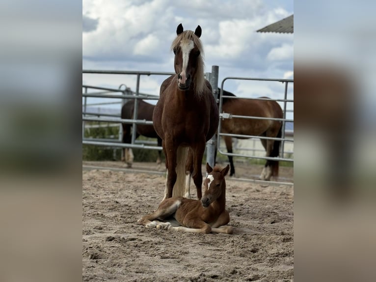 Welsh B Mare  13 hh Chestnut-Red in Filderstadt