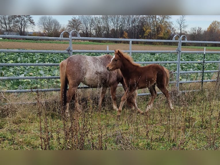 Welsh B Mare Foal (07/2025) 13 hh Chestnut-Red in Filderstadt