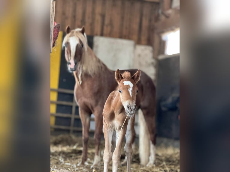 Welsh B Mare  13 hh Chestnut-Red in Filderstadt