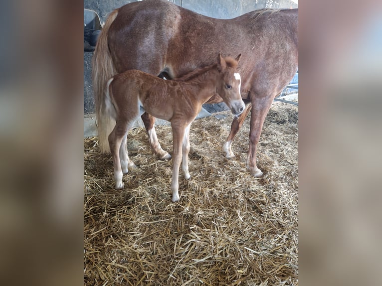 Welsh B Mare  13 hh Chestnut-Red in Filderstadt