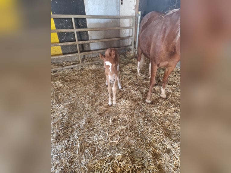 Welsh B Mare  13 hh Chestnut-Red in Filderstadt