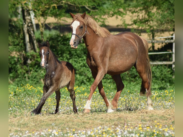 Welsh B Mare Foal (03/2026) 13 hh Grey in la chapelle bâton