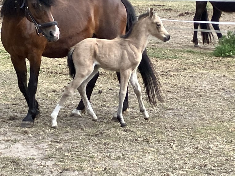 Welsh B Mare  13,1 hh Buckskin in Dötlingen