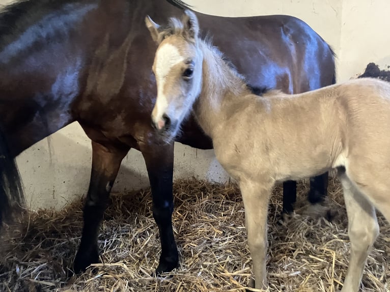 Welsh B Mare  13,1 hh Buckskin in Dötlingen