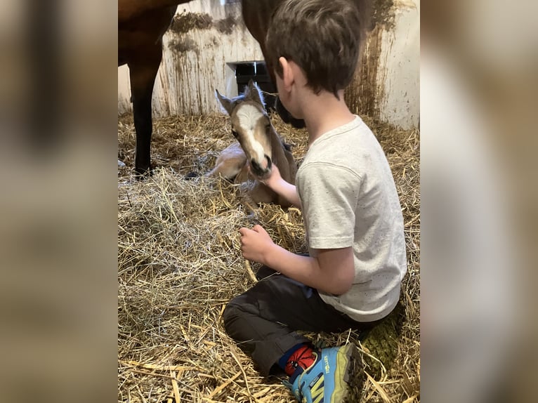 Welsh B Mare  13,1 hh Buckskin in Dötlingen