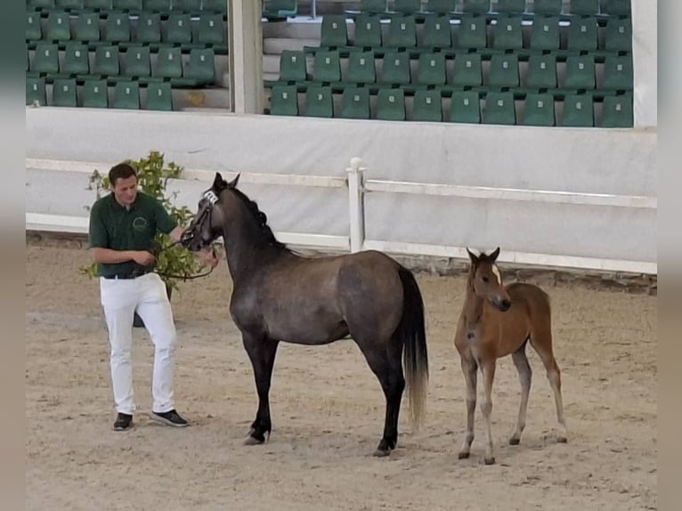 Welsh B Mare Foal (05/2025) Brown in Ebersbach an der Fils
