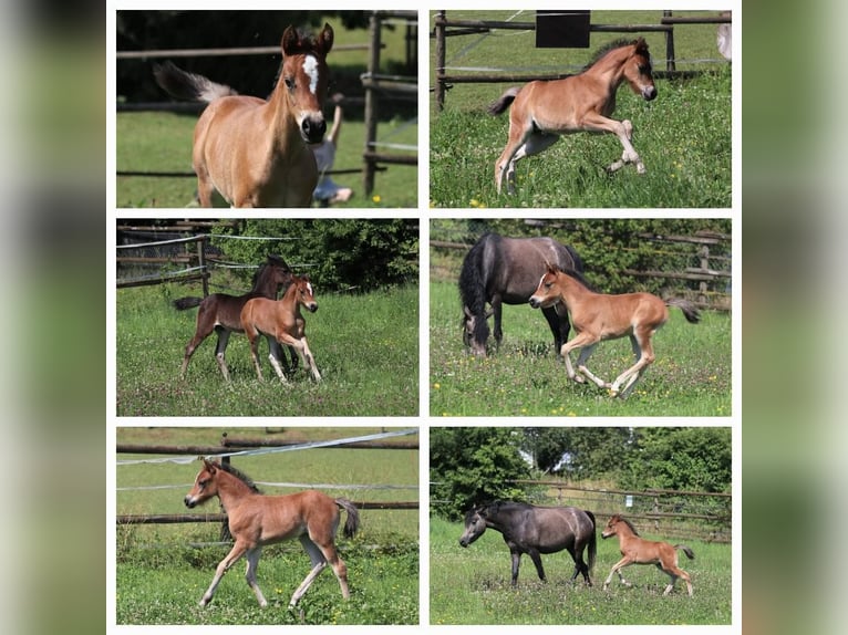 Welsh B Mare Foal (05/2025) Brown in Ebersbach an der Fils