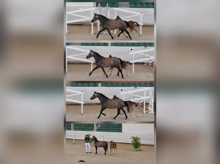 Welsh B Mare Foal (05/2025) Brown in Ebersbach an der Fils