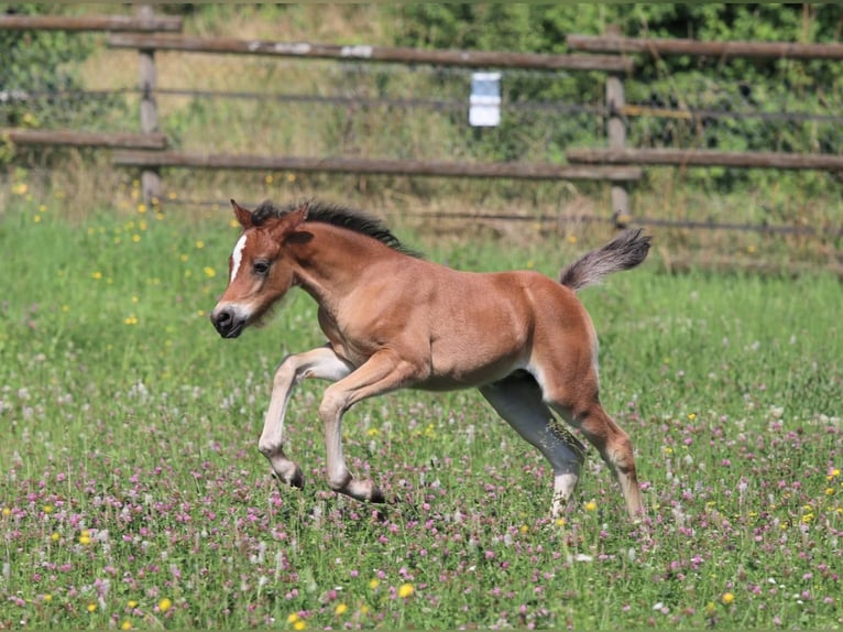 Welsh B Mare Foal (05/2025) Brown in Ebersbach an der Fils