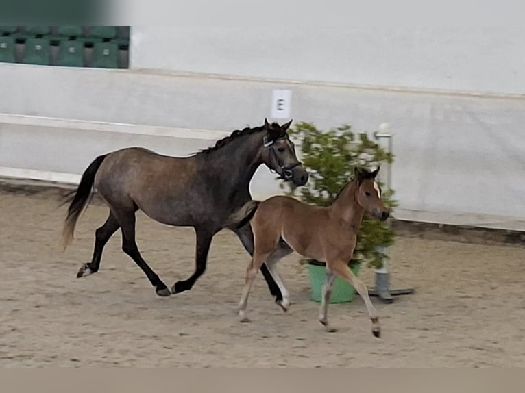 Welsh B Mare Foal (05/2025) Brown in Ebersbach an der Fils