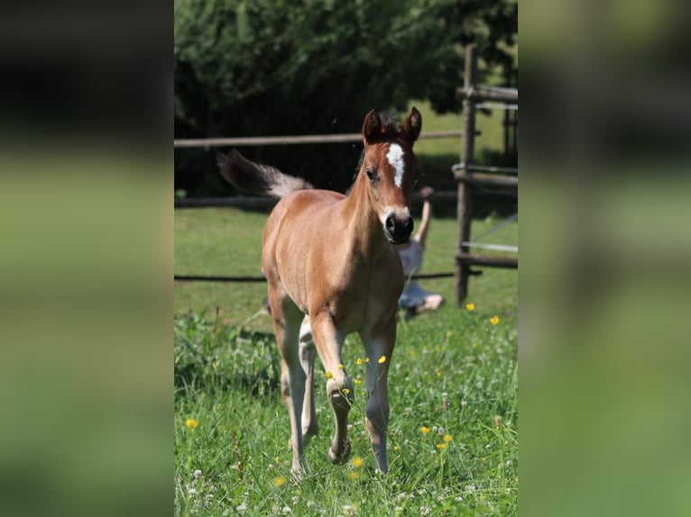 Welsh B Mare Foal (05/2025) Brown in Ebersbach an der Fils