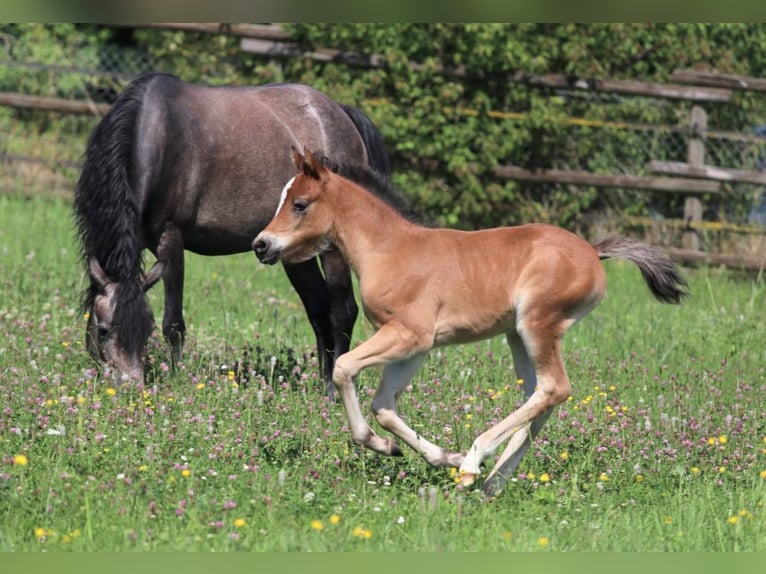 Welsh B Mare Foal (05/2025) Brown in Ebersbach an der Fils