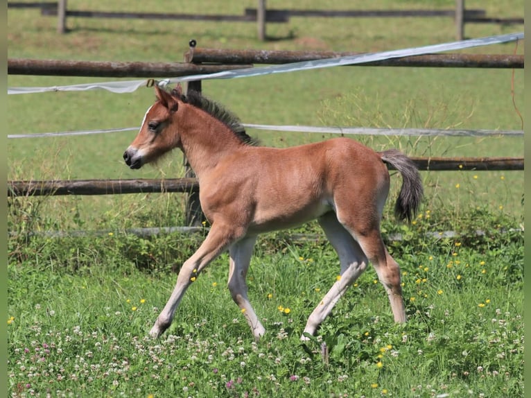 Welsh B Mare Foal (05/2025) Brown in Ebersbach an der Fils