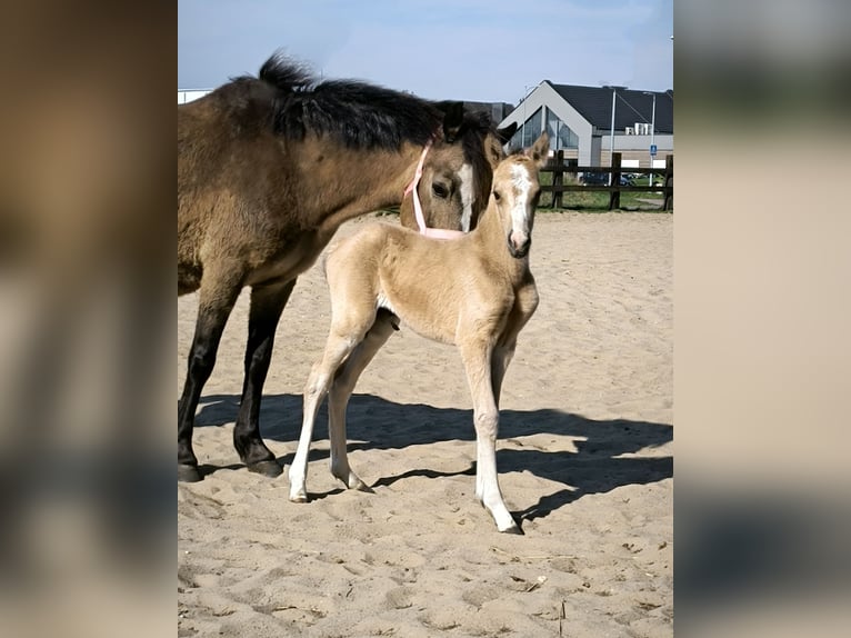 Welsh B Mare  Buckskin in Zawada