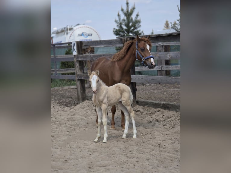 Welsh B Mare  Palomino in Zawada