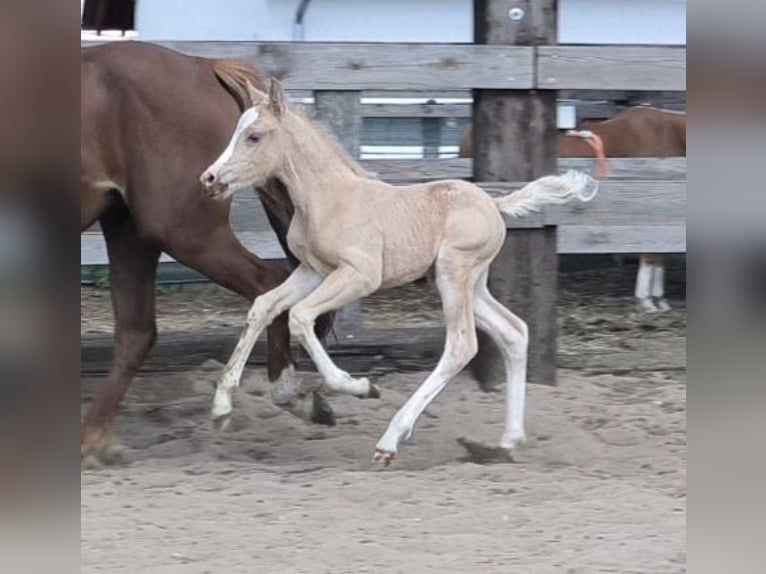 Welsh B Mare  Palomino in Zawada
