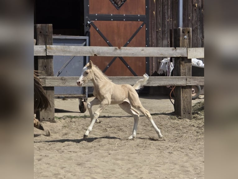 Welsh B Mare  Palomino in Zawada