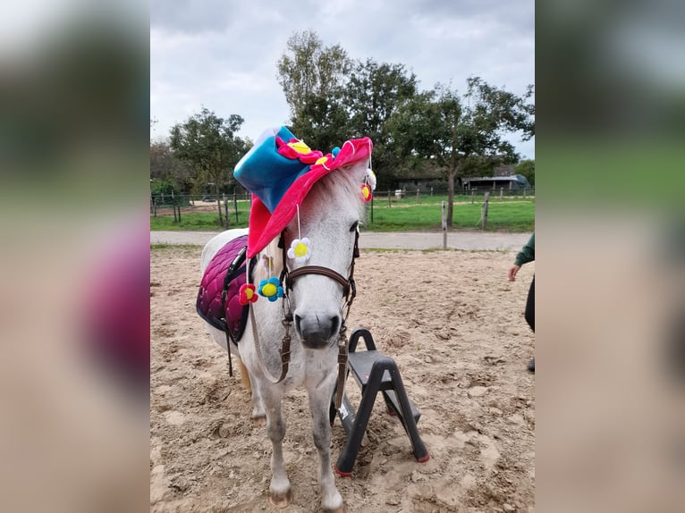 Welsh-B Mix Merrie 10 Jaar 125 cm Blauwschimmel in Ommel