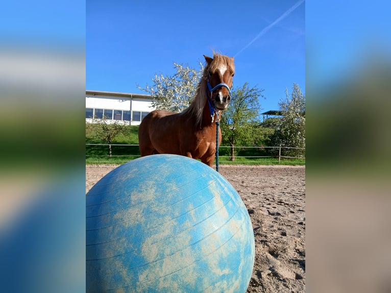 Welsh-B Mix Merrie 10 Jaar 125 cm Vos in Unterwellenborn