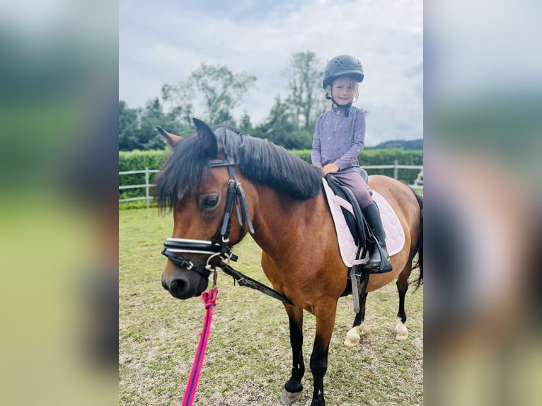 Welsh-B Merrie 10 Jaar 127 cm Bruin in Nussdorf am Attetsee