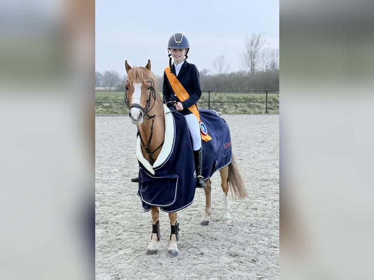 Welsh-B Merrie 10 Jaar 127 cm Vos in America