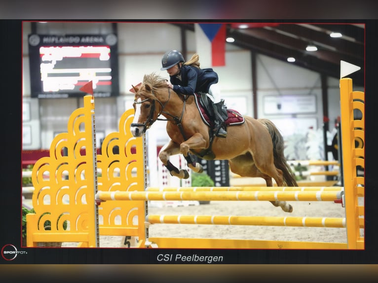 Welsh-B Merrie 10 Jaar 127 cm Vos in America