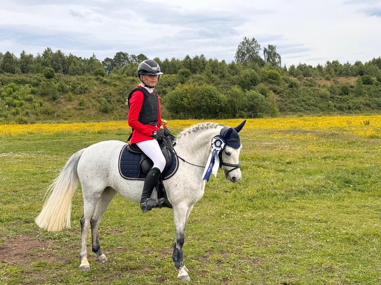 Welsh-B Merrie 10 Jaar 128 cm Schimmel in Saint-Avé