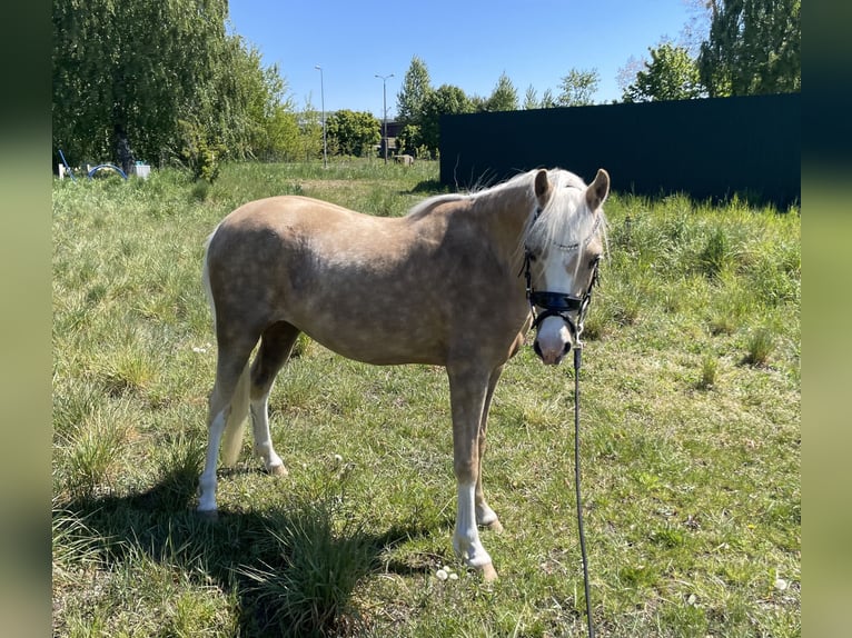 Welsh-B Merrie 10 Jaar 130 cm Donkere-vos in Rumia