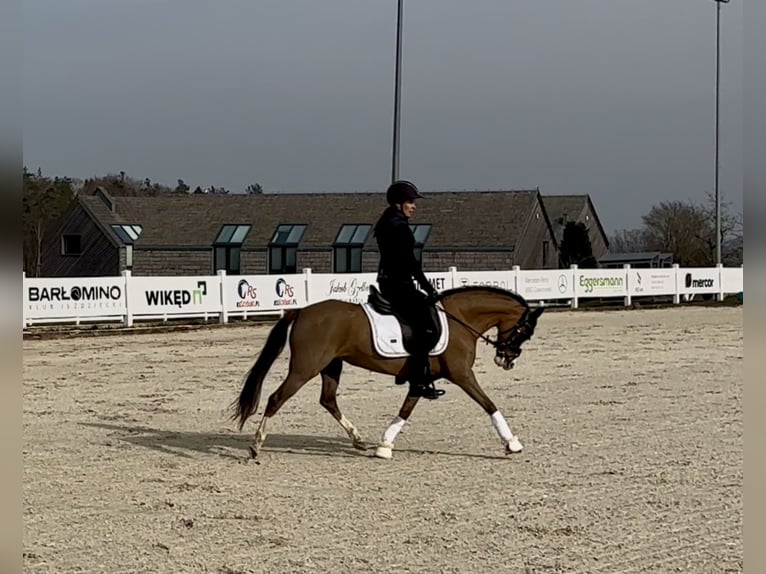 Welsh-B Merrie 10 Jaar 130 cm Donkere-vos in Rumia