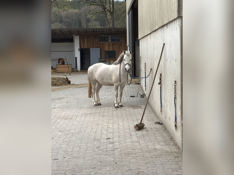 Welsh-B Merrie 10 Jaar 130 cm Rood schimmel in Niedernberg