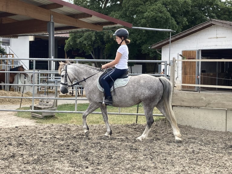 Welsh-B Merrie 10 Jaar 130 cm Rood schimmel in Niedernberg