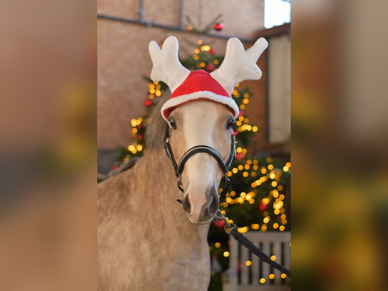 Welsh-B Merrie 10 Jaar 134 cm Palomino in Geilenkirchen