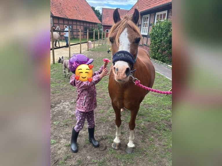 Welsh-B Merrie 10 Jaar 136 cm Palomino in Barver