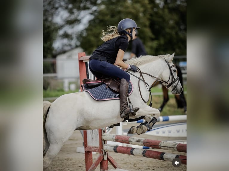 Welsh-B Mix Merrie 11 Jaar 125 cm Schimmel in Homberg (Efze)