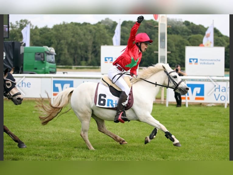 Welsh-B Mix Merrie 11 Jaar 125 cm Schimmel in Homberg (Efze)